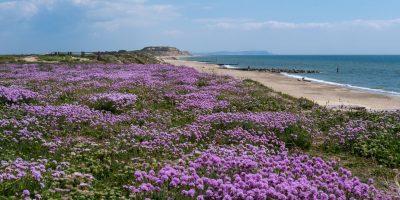 6 Beaches to Visit in the New Forest